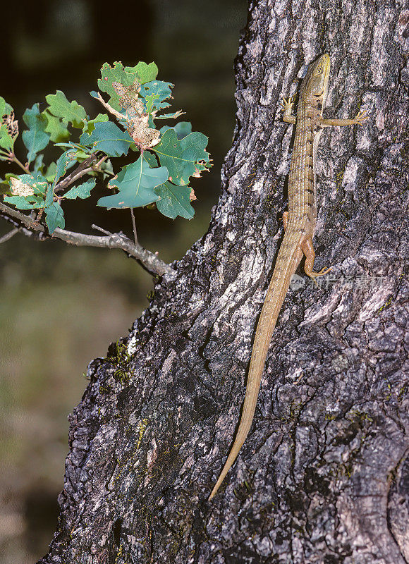 北方短吻鳄蜥蜴(Elgaria coerulea)是一种中型蜥蜴，分布在北美西海岸。这种蜥蜴以前以学名Gerrhonotus coeruleus为人所知，但现在被归类为Elgaria coerulea。Pepperwood